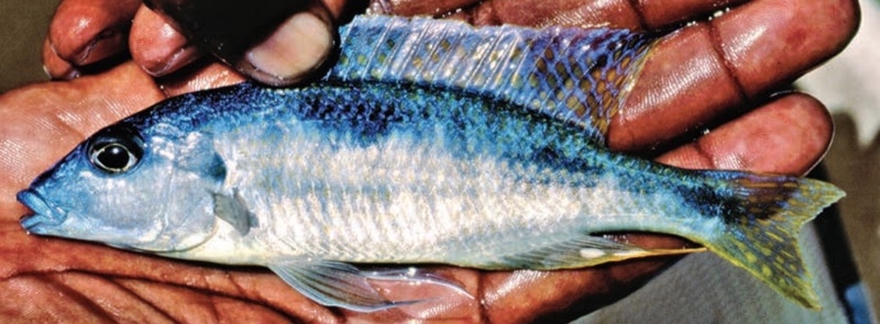 Otopharynx styrax 'Masinje'